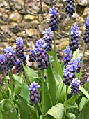 MUSCARI LATIFOLIUM (GRAPE HYACINTH)