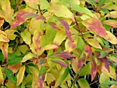 FORSYTHIA X INTERMEDIA
