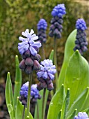 MUSCARI LATIFOLIUM (GRAPE HYACINTH)