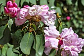 RHODODENDRON BOW BELLS