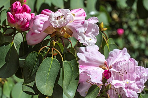 RHODODENDRON_BOW_BELLS