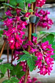 RIBES SANGUINEUM KOJA