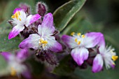 TRADESCANTIA BLOSSFELDIANA