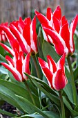 TULIPA PINOCCHIO