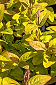 HYPERICUM GOLDEN BEACON