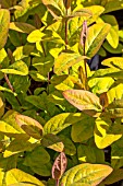 HYPERICUM GOLDEN BEACON