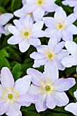 ANEMONE NEMOROSA ROBINSONIANA