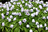 ANEMONE NEMOROSA ROBINSONIANA