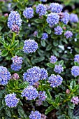 CEANOTHUS BLUE MOUND