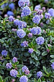 CEANOTHUS BLUE MOUND