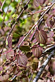 CERCIDIPHYLLUM JAPONICUM PENDULUM