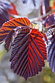 CORYLUS MAXIMA PRUPUREA