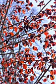 CORYLUS MAXIMA PRUPUREA