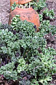 CRAMBE MARITIMA