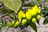 CROTALARIA LABURNIFOLIA