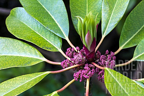 DAPHNIPHYLLUM_MACROPODUM