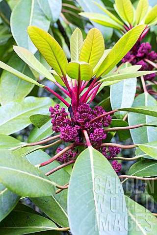 DAPHNIPHYLLUM_MACROPODUM