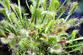 DROSERA NIDIFORMIS