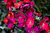 ERYSIMUM RED JEP