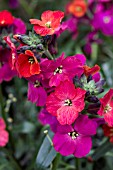 ERYSIMUM RED JEP