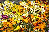 ERYSIMUM SUNSET SERIES