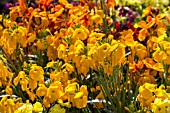 ERYSIMUM SUNSET SERIES,