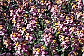 ERYSIMUM SUPER BOWL SUNSET