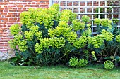 EUPHORBIA CHARACIAS SUBSP. WULFENII