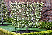 FRUIT TREE TRAINING METHOD