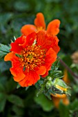 GEUM COCCINEUM COOKY