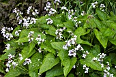 LUNARIA REDIVIVA