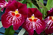 MILTONIOPSIS NEWTON FALLS