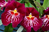 MILTONIOPSIS NEWTON FALLS