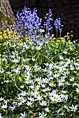 ORNITHOGALUM UMBELLATUM, HYACINTHUS NON-SCRIPTA, AND RANUNCULUS FICARIA