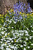 ORNITHOGALUM UMBELLATUM, HYACINTHUS NON-SCRIPTUS, RANUNCULUS FICARIA