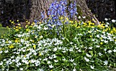 ORNITHOGALUM UMBELLATUM, HYACINTHUS NON-SCRIPTA, AND RANUNCULUS FICARIA