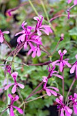 PELARGONIUM IONIDIFLORUM