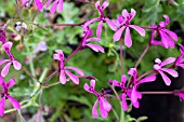 PELARGONIUM IONIDIFLORUM