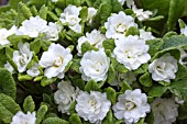 PRIMULA BALLERINA WHITE