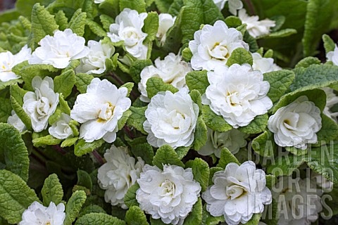 PRIMULA_BALLERINA_WHITE