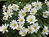 ANEMONE BLANDA ALBA