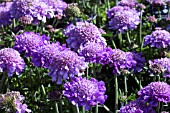 SCABIOSA COLUMBARIA BUTTERFLY BLUE