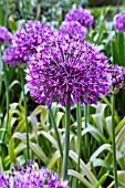 ALLIUM EARLY EMPEROR