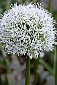 ALLIUM MONT BLANC