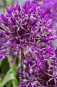 ALLIUM PURPLE RAIN