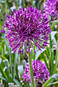 ALLIUM STIPITATUM VIOLET BEAUTY