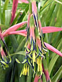 BILBERGIA NUTANS (ANGELS TEARS)