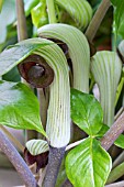 ARISAEMA RINGENS