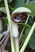 ARISAEMA RINGENS