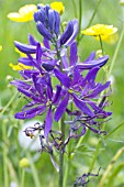 CAMASSIA ESCULENTA